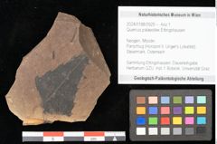 Foto (Objekt + Etikett) von Quercus palaeoilex Ettingshausen (NHMW-GEO-2024-0188-0929)